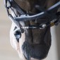 ThinLine Bridle Busy Buddy - Acalmar os cavalos