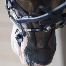 ThinLine® Bridle Busy Buddy - Acalme os cavalos