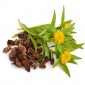 Auto y tripas - Rhodiola probióticos para caballos