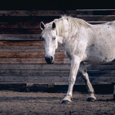 Paquete de articulación para caballos viejos.