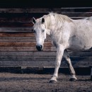 Pack de articulação para cavalos idosos