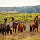 Pacote de articulações para cavalos jovens